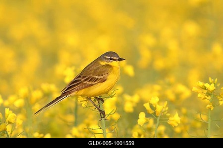 Western yellow wagtail (Motacilla flava) sitting on rape blossom, HANSAG, Lake Neusiedl, Burgenland, Austria-stock-foto
