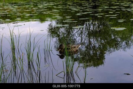 Young mallard on Lake Helgasjön in front of the ruins of Kronoberg Castle (Kronobergs slottsruin), Växjö, Smaland, Kronobergs län, Sweden-stock-foto