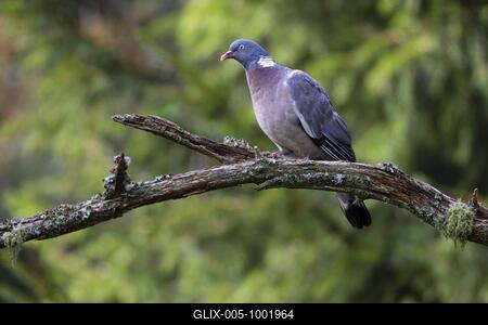 Common wood pigeon (Columba palumbus) sitting on lichen-covered branch, Store Mosse National Park, Småland, Sweden-stock-foto