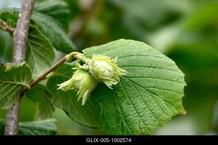 Hazelnut bush with hazelnuts, July, Germany-stock-foto