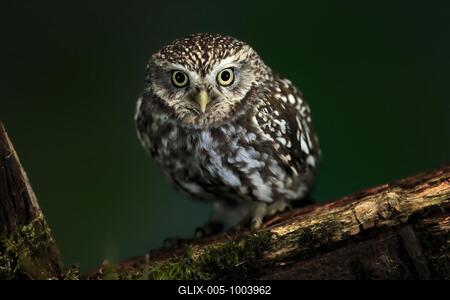 Little owl (Athene noctua), (Tyto alba), adult, on tree trunk, alert, Lowick, Northumberland, England, Great Britain-stock-foto