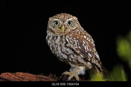 Little owl (Athene noctua), (Tyto alba), adult, on tree trunk, at night, vigilant, Lowick, Northumberland, England, Great Britain-stock-foto