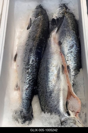 Display of fishing caught whole fish fresh fish three pieces Atlantic salmon (Salmo salar) on ice in refrigerated counter fish counter of fishmonger fish sale, food trade, wholesale, fish trade, speciality shop, Germany-stock-foto