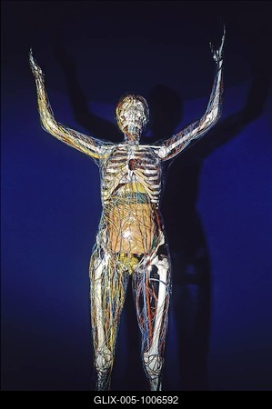 Transparent human anatomy model, glass woman, German Hygiene-Museum, Dresden, Saxony, Germany, Europe-stock-foto