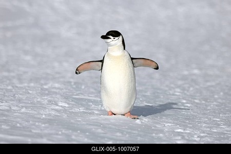 Chinstrap Penguin (Pygoscelis antarctica), adult, spreading wings, Brown Bluff, Antarctica-stock-foto