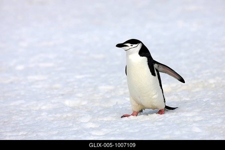 Chinstrap Penguin (Pygoscelis antarctica), adult, spreading wings, Brown Bluff, Antarctica-stock-foto
