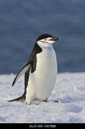 Chinstrap Penguin (Pygoscelis antarcticus), Antarctica-stock-foto