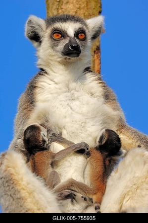 Ring-tailed lemurs (Lemur catta), female with four-day-old infants, found in Madagascar, captive, Netherlands, Europe-stock-foto