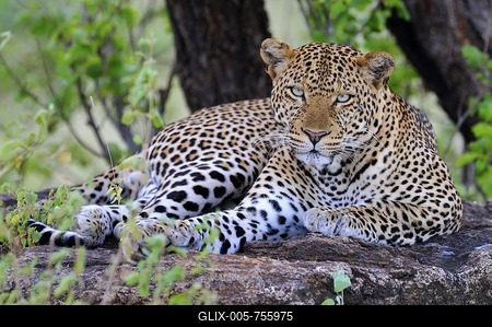African Leopard (Panthera pardus pardus) relaxing on a boulder, Samburu National Reserve, Kenya, East Africa, Africa-stock-foto