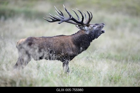 Red deer (Cervus elaphus), royal stag, rutting stag, old bull, roaring, Jaegersborg, Denmark, Scandinavia, Europe-stock-foto