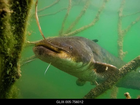 Wels catfish (Silurus glanis) in Lake Ossiach, Villach, Carinthia, Austria-stock-foto