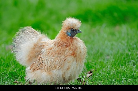 Silky Fowl (Gallus gallus domesticus), domestic chicken, North Rhine-Westphalia, Germany, Europe-stock-foto