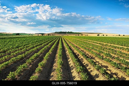 Field furrows on a potato field in summer, Burgenlandkreis, Saxony-Anhalt, Germany-stock-foto