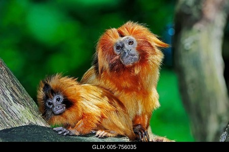 Golden Lion Tamarin or Golden Marmoset (Leontopithecus rosalia), female with young, South American species, captive, North Rhine-Westphalia, Germany, Europe-stock-foto