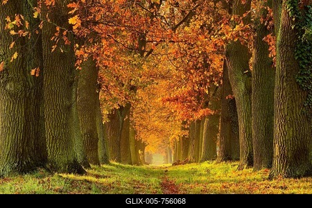 Oak alley in autumn, Magdeburger Börde, Saxony-Anhalt, Germany-stock-foto