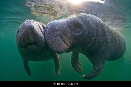 West Indian Manatees (Trichechus manatus), Florida, United States-stock-foto