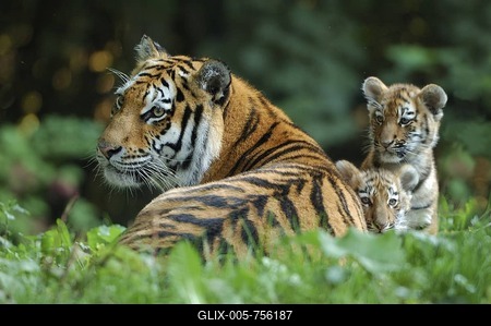 Siberian, Amur Tiger, (Panthera tigris altaica), female with two cubs-stock-foto