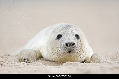 Im großen Sandkasten... Kegelrobbe *Halichoerus grypus*, Jungtier am Sandstrand von Helgoland-stock-foto