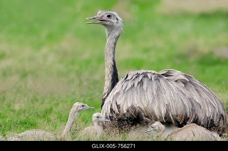 Nandu (Rhea americana), female with young birds, native to South America, captive, Germany-stock-foto
