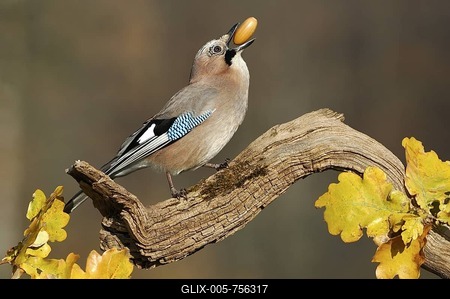 Eurasian Jay (Garrulus glandarius with acorn in his beak-stock-foto