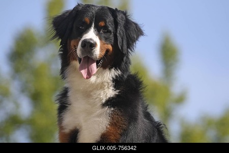 Bernese Mountain Dog, bitch, 17 months old, portrait-stock-foto