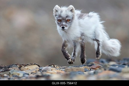 Arctic fox foraging, Arctic fox, (Alopex lagopus), Europe, Norway, Spitsbergen, Longyearbyen, Svalbard / Spitsbergen, Norway-stock-foto