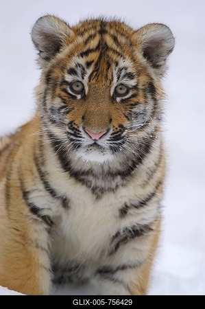 Sibirian Tiger (Panthera tigris altaica) portrait young-stock-foto