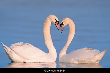 Mute Swans (Cygnus olor), pair courting, North Rhine-Westphalia, Germany-stock-foto