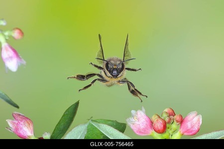 European honey bee (Apis mellifera) bee in flight, between the flowers of the common snowberry (Symphoricarpos albus), highspeed nature photo, flight photo, wildlife, insects, Siegerland, North Rhine-Westphalia, Germany-stock-foto