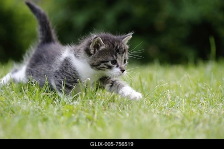 Kitten-stock-foto