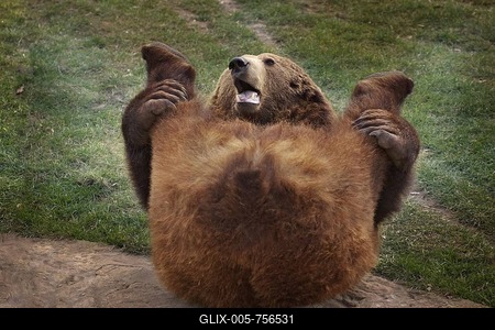 Brown Bear (Ursus arctos) laying on the ground, stretching its hind legs-stock-foto