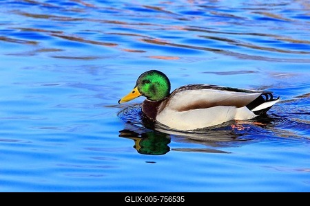 Mallard (Anas platyrhynchos) swimming on the lake, North Rhine-Westphalia, Germany-stock-foto