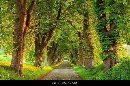 Chestnut avenue in the morning light, old cobblestone pavement, near Binz, Rügen Island, Mecklenburg-Western Pomerania, Germany-stock-foto