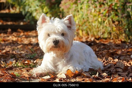 West Highland White Terrier, male, 9 years, lying in  in autumn leaves, Germany-stock-foto