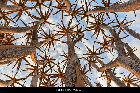 Quiver tree (Aloe dichotoma), tubular branches pointing to sky, Keetmanshoop, Namibia-stock-foto