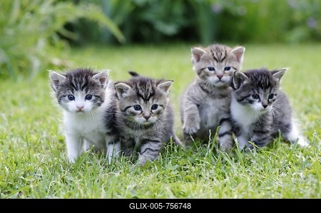 Kittens-stock-foto