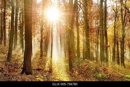 Oak (Quercus sp.) forest in autumn, sun rays, morning fog, Ziegelroadaer Forst, Saxony-Anhalt, Germany-stock-foto
