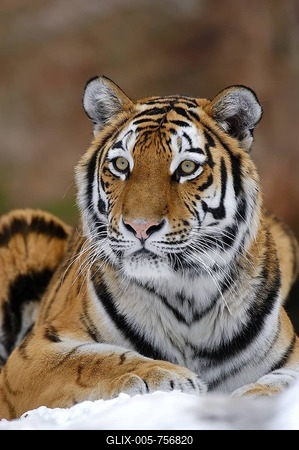 Sibirian Tiger (Panthera tigris altaica) portrait-stock-foto