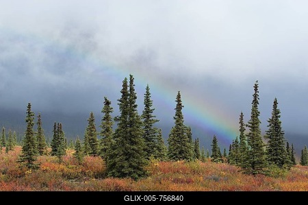 Atmospheric light , autumn colered Taiga , boreal conifer forest and rainbow , Denali Nationalpark Alaska USA-stock-foto