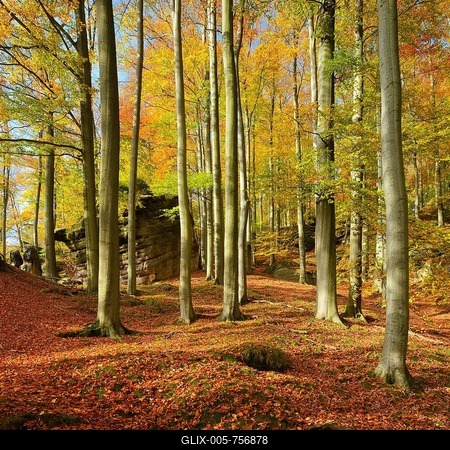 Beech forest with large rocks in autumn, Elbe Sandstone Mountains, Saxon Switzerland National Park, Saxony, Germany-stock-foto