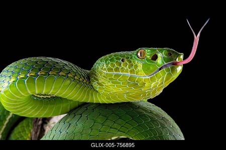 Pope's Pitviper (Trimeresurus popeiorum) female, captive, Asia-stock-foto