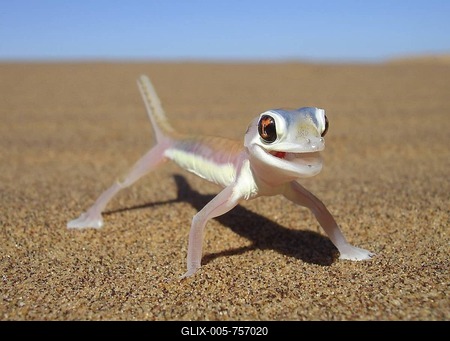 Palmato gecko, Namib desert near Swakopmund, Namibia-stock-foto