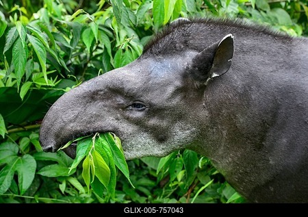 South American tapir (Tapirus terrestris), female, eating, Amazon rainforest, Yasuni National Park, Ecuador-stock-foto