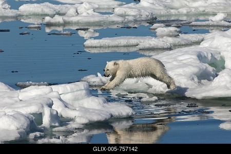 Polar bear cub (Ursus maritimus) jumping, Svalbard Archipelago, Barents Sea, Norway-stock-foto