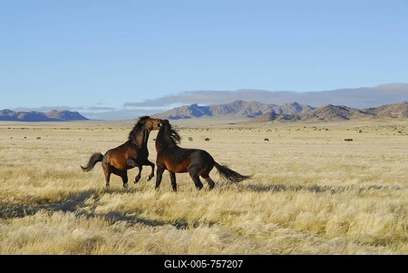 Wild horses fighting in the Namib Desert, Garub, Namibia, Africa-stock-foto
