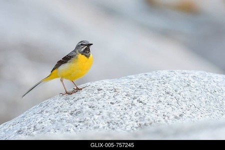 Grey wagtail (Motacilla cinerea), adult male on stone, Tyrol, Austria-stock-foto