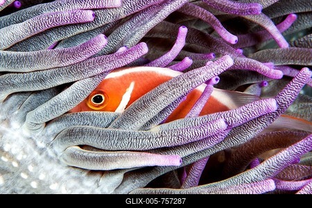 Pink skunk clownfish (Amphiprion perideraion), Siladen, North Sulawesi, Indonesia-stock-foto