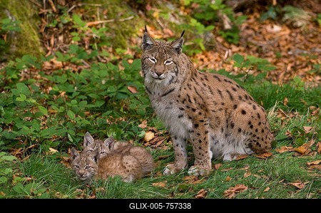Lynx (Lynx lynx), female and kittens, animal park Bavarian Forest National Park, Bavaria, Germany, Europe-stock-foto