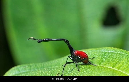 Giraffe weevils (Trachelophorus giraffa), male sitting on leaf, Andasibe National Park, Madagascar-stock-foto