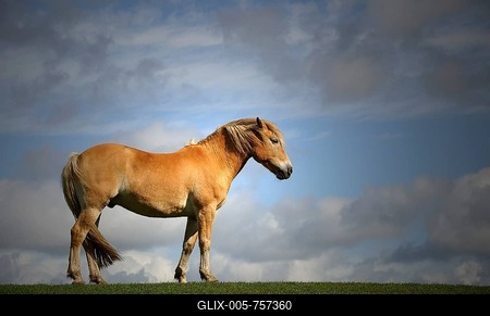 Brown horse (Equus ferus) standing on dike, Gluckstadt, Schleswig-Holstein, Germany-stock-foto
